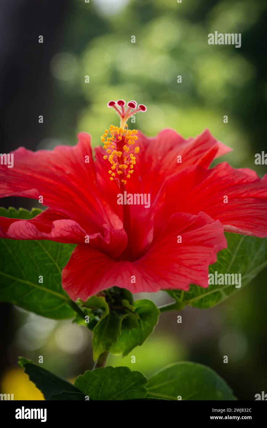 Rote Hibiskus tropische Blume nah oben in Blüte dekorative Pflanze Trinidad und Tobago Stockfoto
