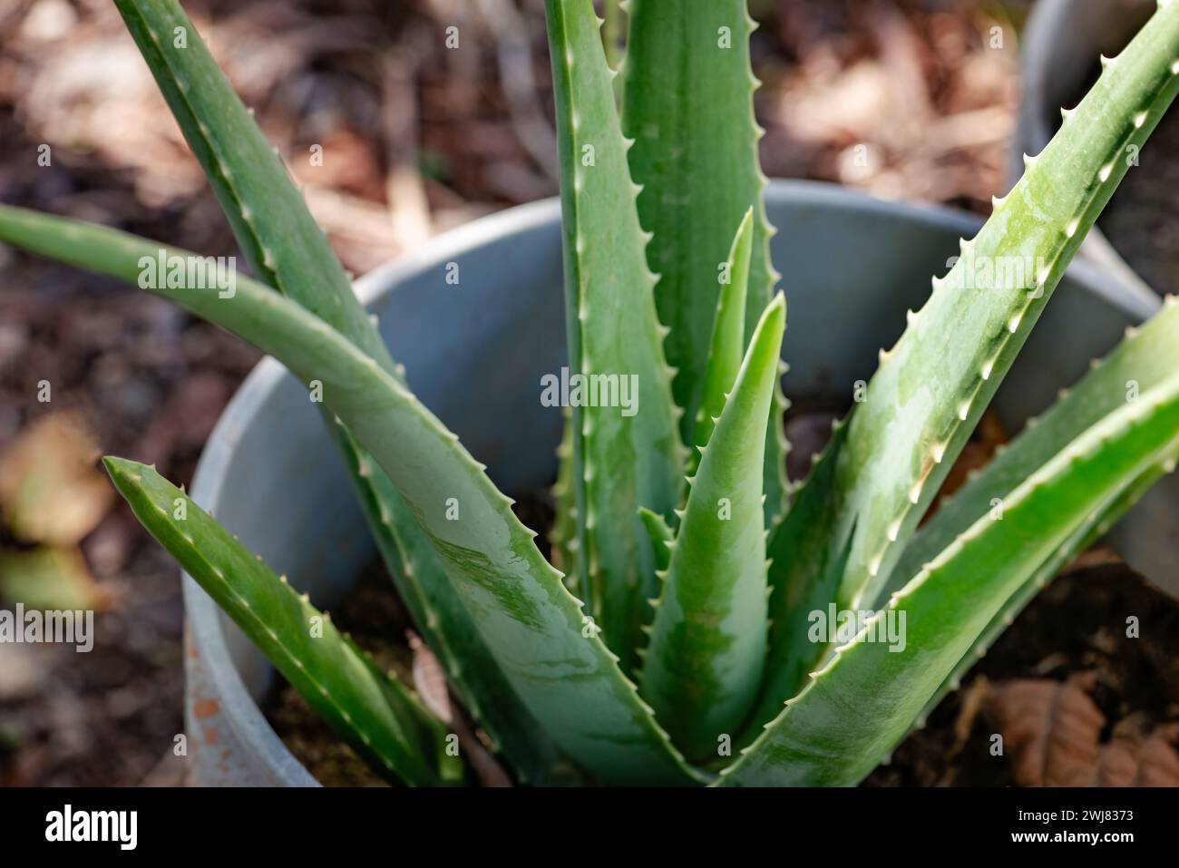 Aloe Vera Pflanztopf Eimer Haus Gartenarbeit medizinische Pflanze immergrün einfach zu pflegen Stockfoto