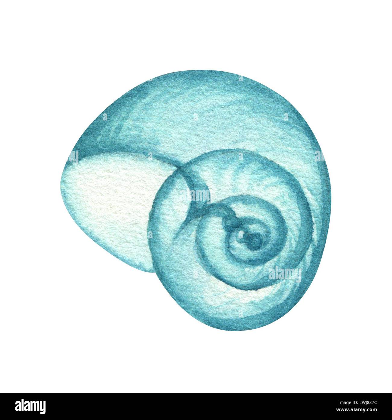 Aquarell-nautische Illustration, türkisfarbene transparente Schalen. Zeichnung auf weißem Hintergrund für Postkarten, Aufkleber, Scrapbooking, Poster, Drucke Stockfoto