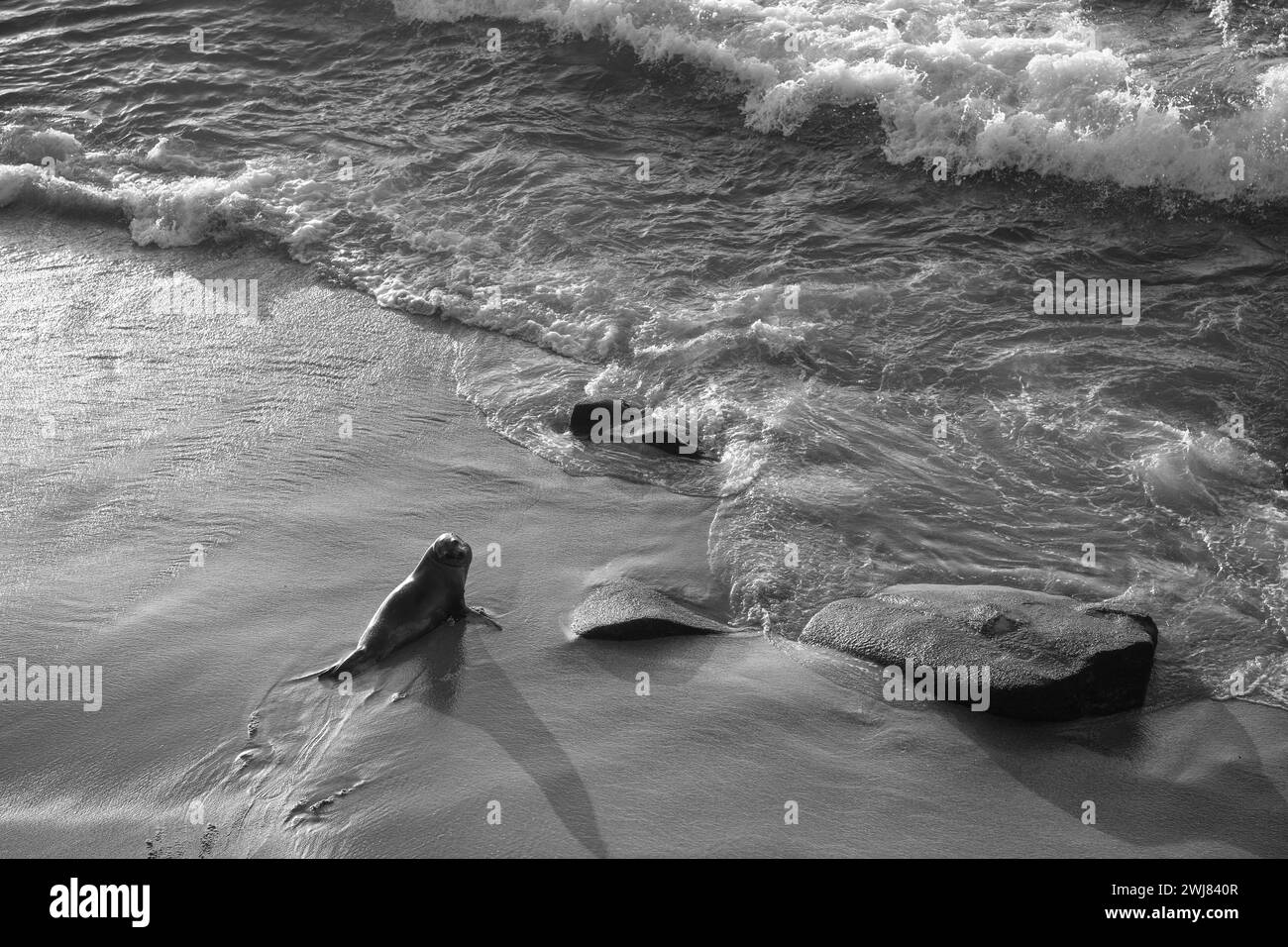 Bild der wilden Tierfauna des Seelöwen. Seelöwen, wildes Tier im Freien ...