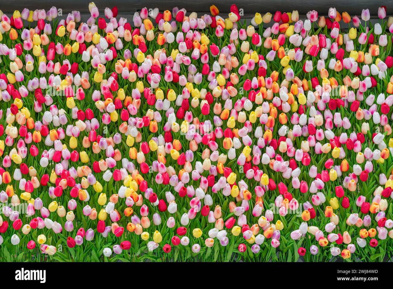Bunte Tulpen, heller Hintergrund, Kopierraum. Blumen, Frühlingsstruktur und Blumenvorlage Stockfoto