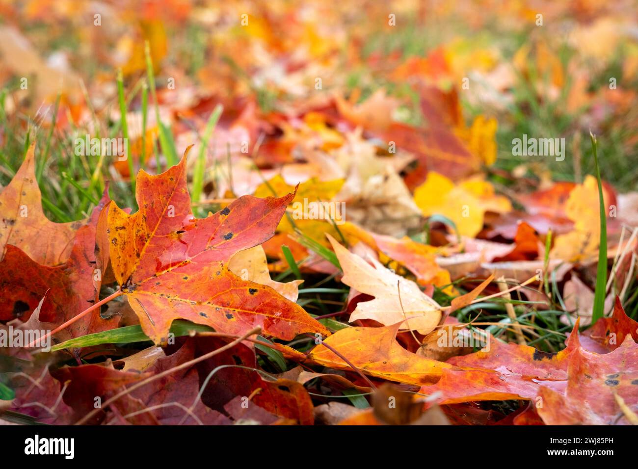 Bunte Herbstblätter auf dem Gras während der Herbstsaison Stockfoto