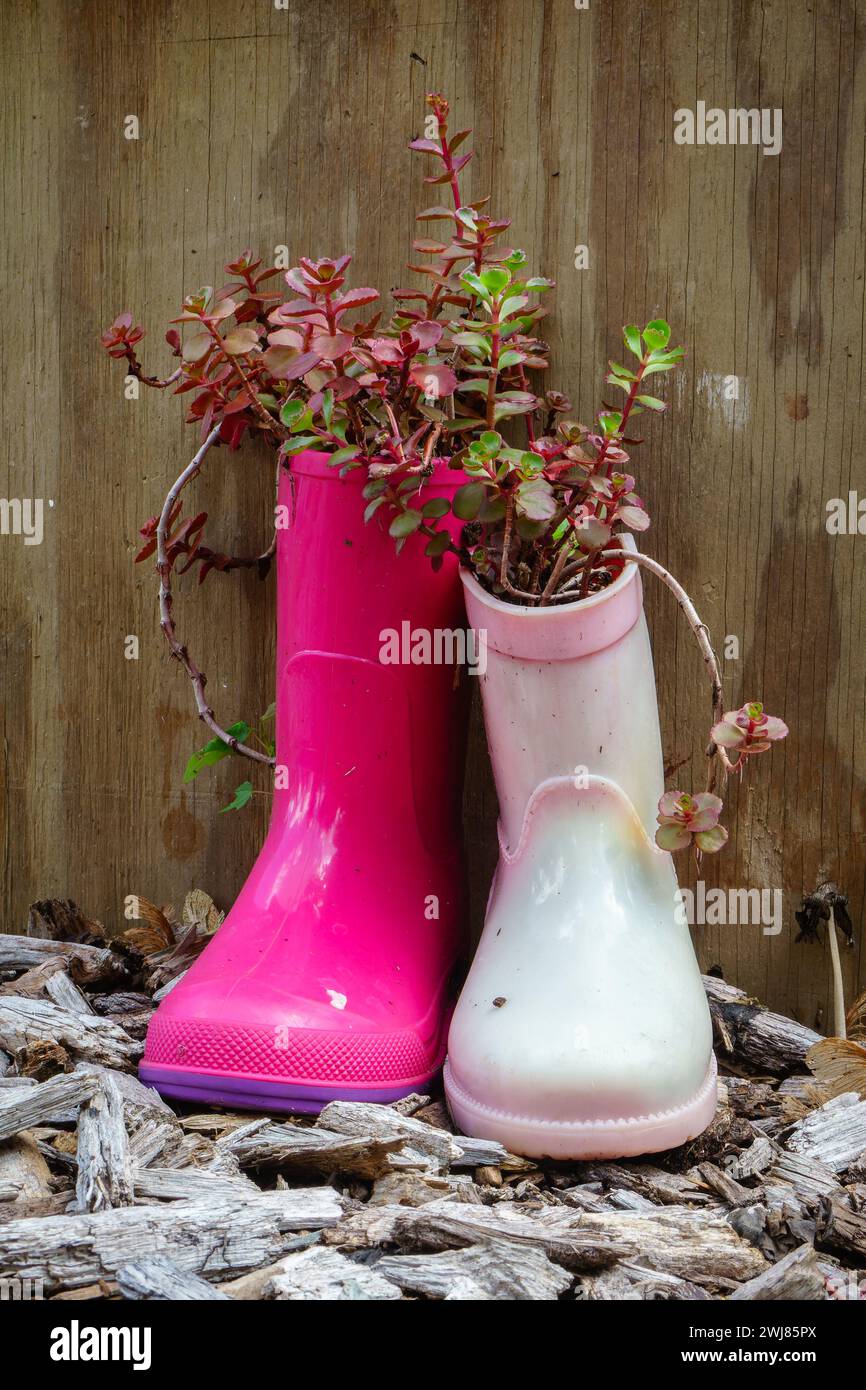 Pinkfarbene Gummistiefel für Kinder, die mit Sukkulenten gegen einen Holzzaun gepflanzt sind. Stockfoto
