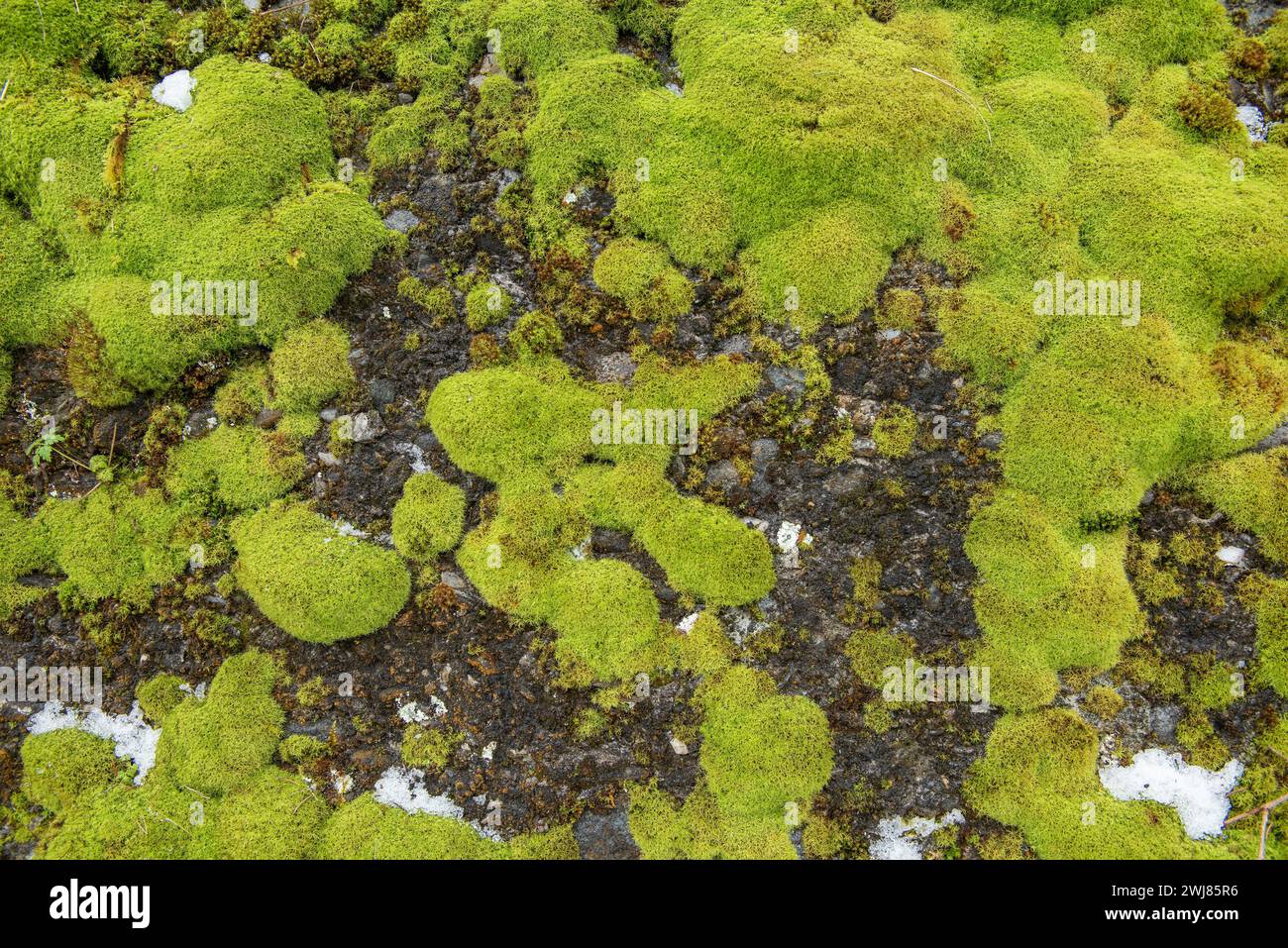 Natürliches grünes Moosbild. Grünes Moosmuster. Stockfoto