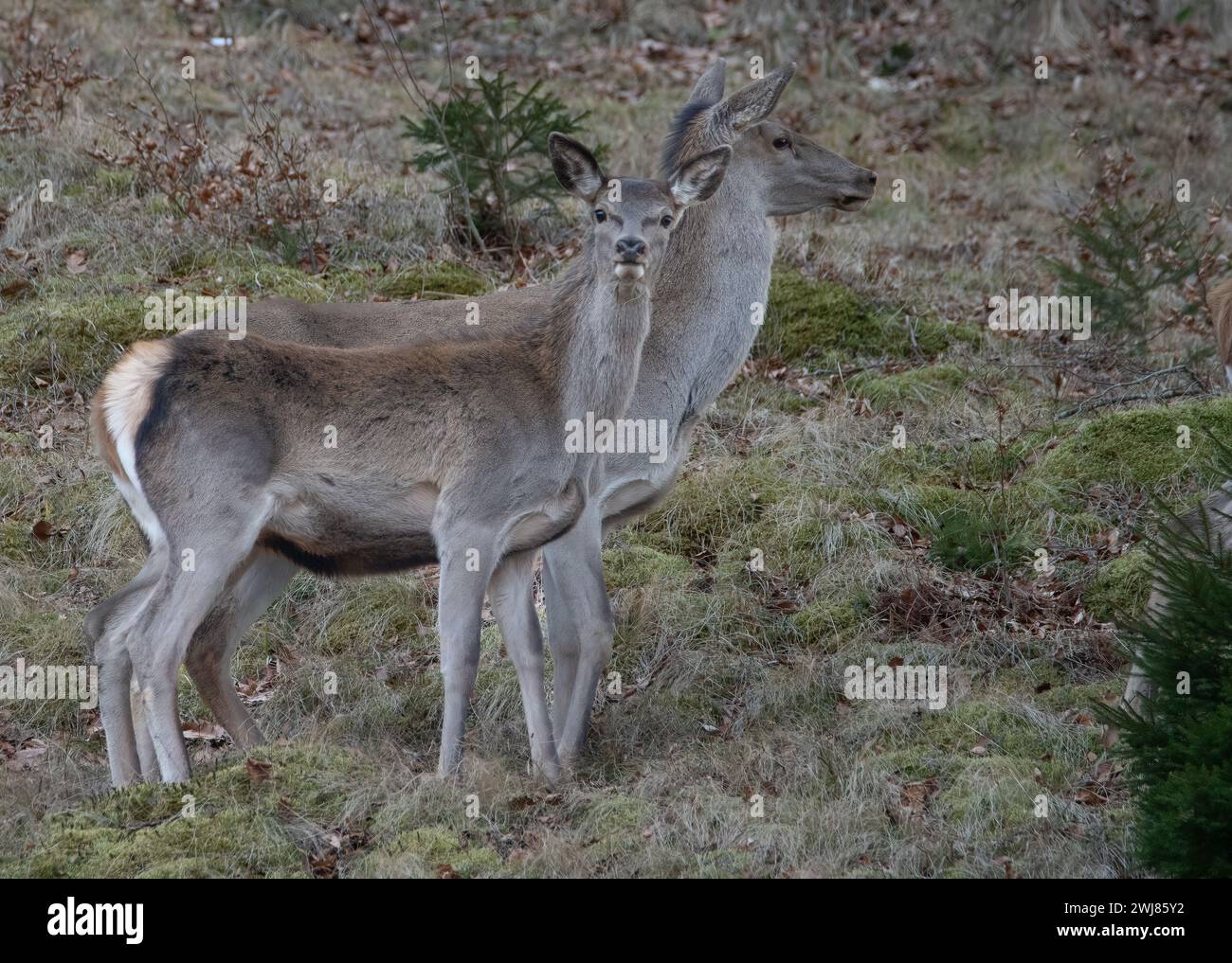 Ein Rotwild mit einem einjährigen Kalb auf einer Weide. Rumänische Tierwelt. Cervus elaphus weiblich und Kalb. Stockfoto