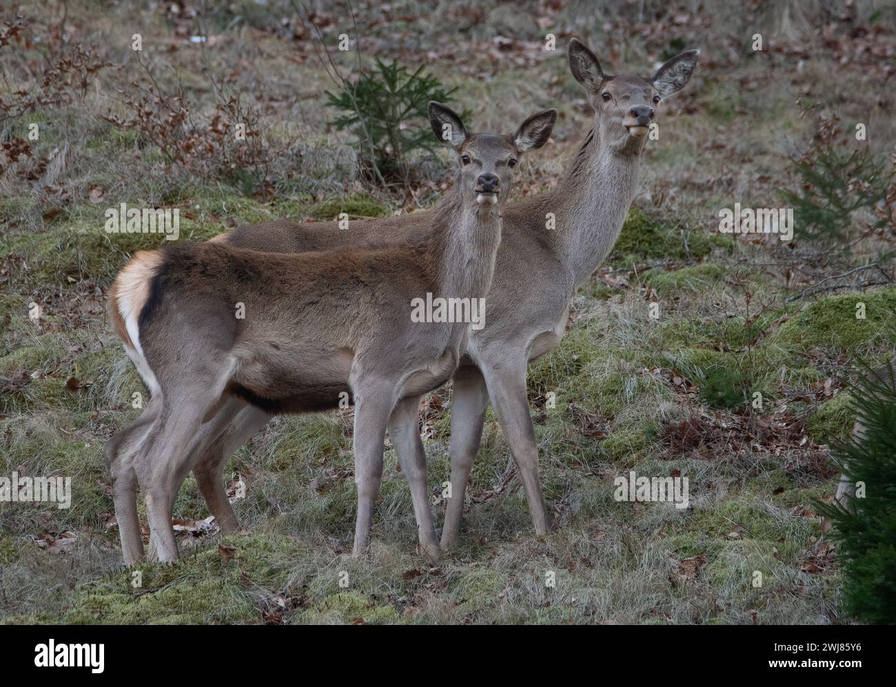Eine Hirschhecke mit einem Kalb auf einer Wiese. Rumänische Tierwelt. Cervus elaphus weiblich und Kalb. Stockfoto