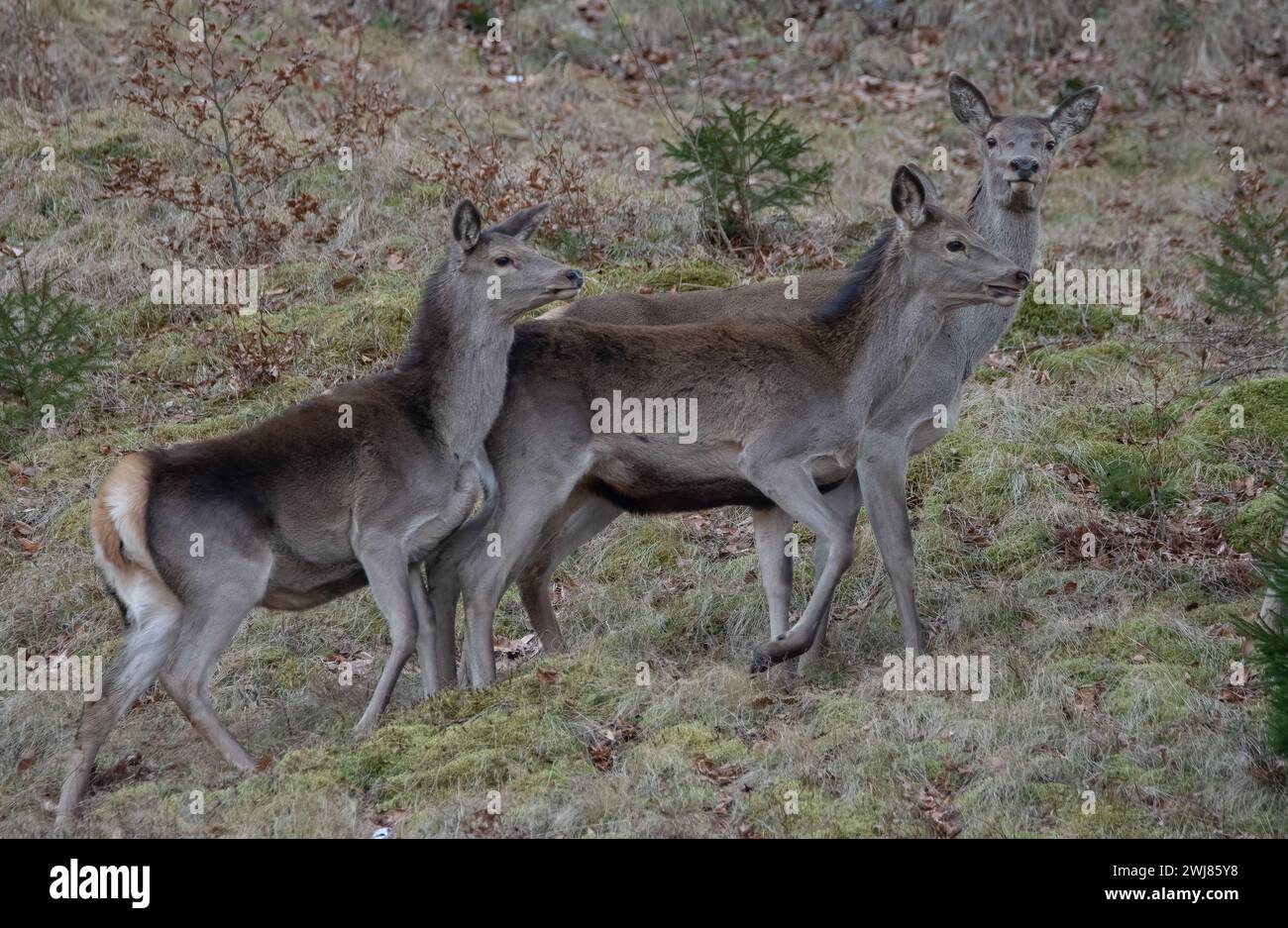 Eine Hirschhecke und zwei einjährige Kälber, die durch eine Wiese ziehen. Rumänische Tierwelt. Cervus elaphus weiblich und Kalb. Stockfoto