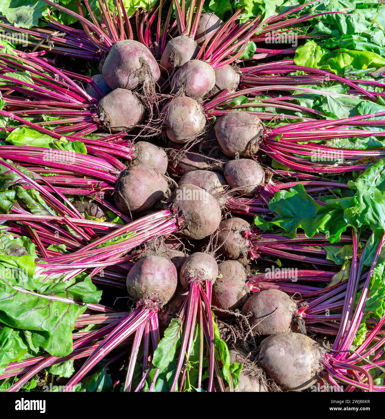 Rüben. Zuckerrüben geerntet. Ein Haufen Rote-Bete-Wurzeln in einem Gemüsegarten. Stockfoto