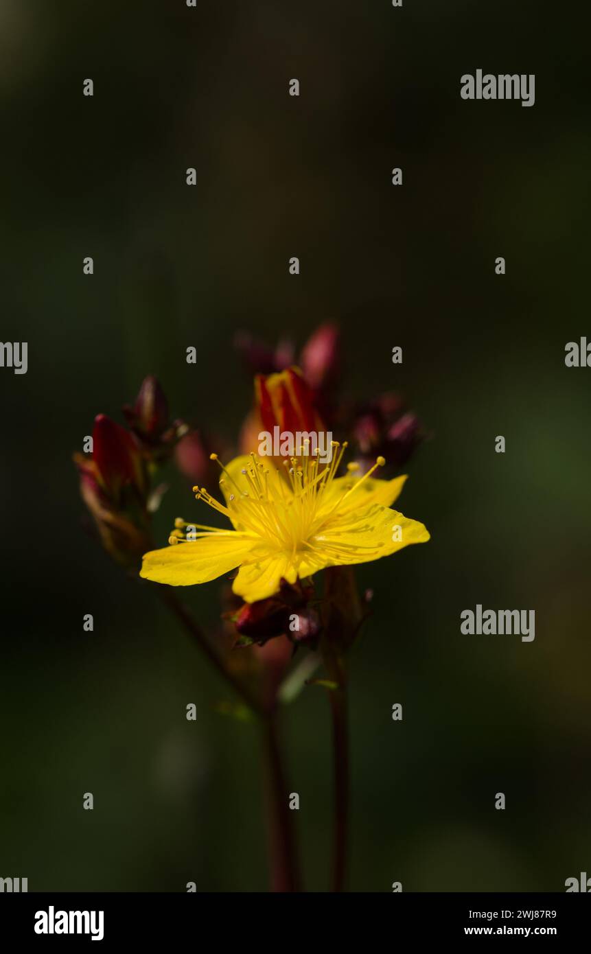 Johanniskraut Wildblume mit Knospen, krautige Staudenpflanze, die in der traditionellen europäischen Medizin bis in die alten Griechen verwendet wurde Stockfoto