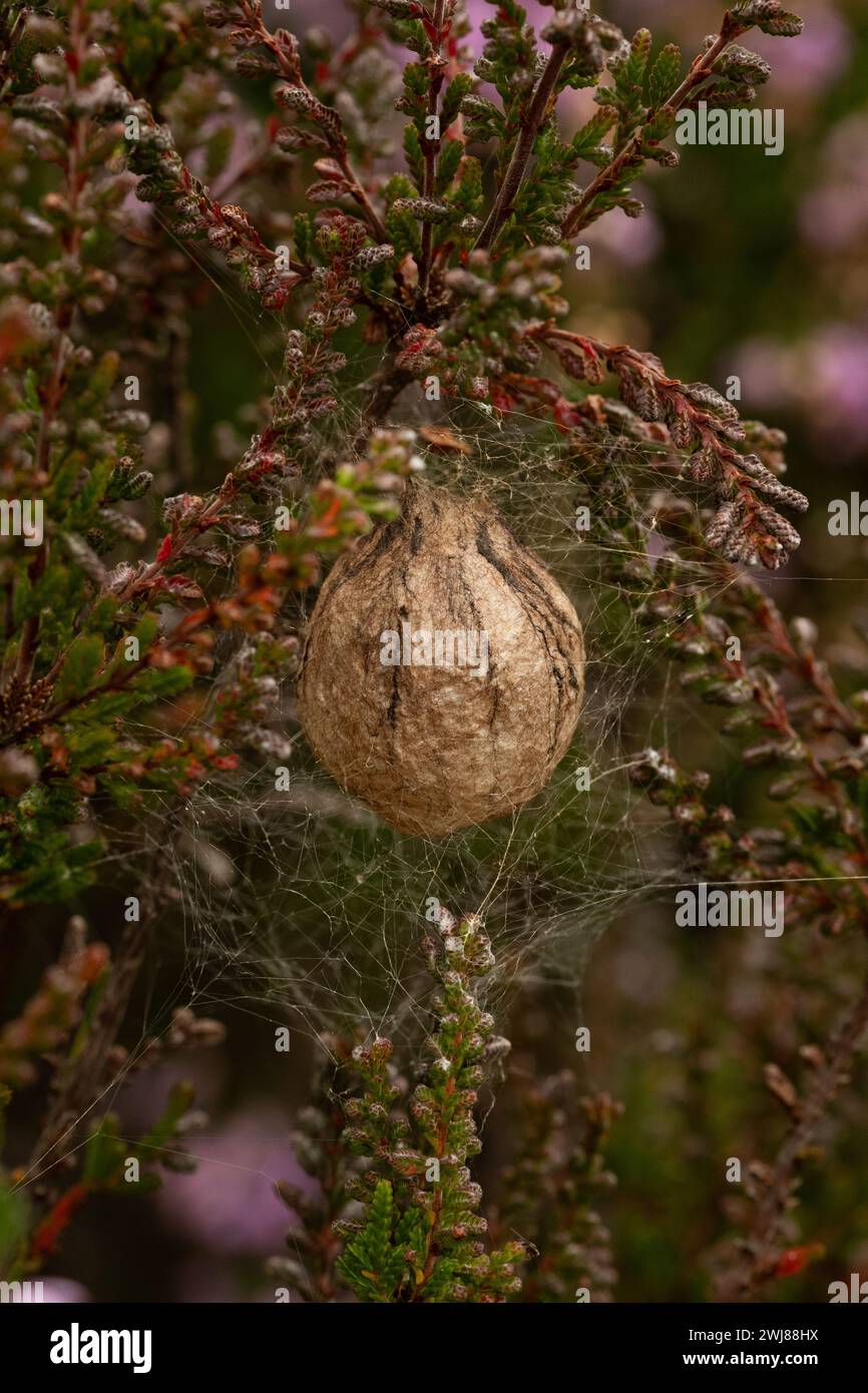 Großer kolbenförmiger Eiersack von Wasp Spider, der in der Vegetation hing Stockfoto