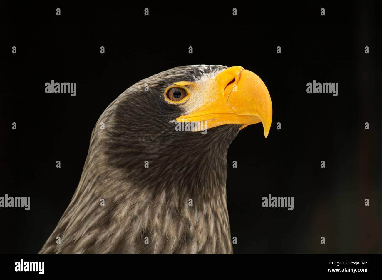 Kopf eines Steinerseeadlers. Steller's Seeadler ist ein sehr großer Seeadler. Nahaufnahme Stockfoto