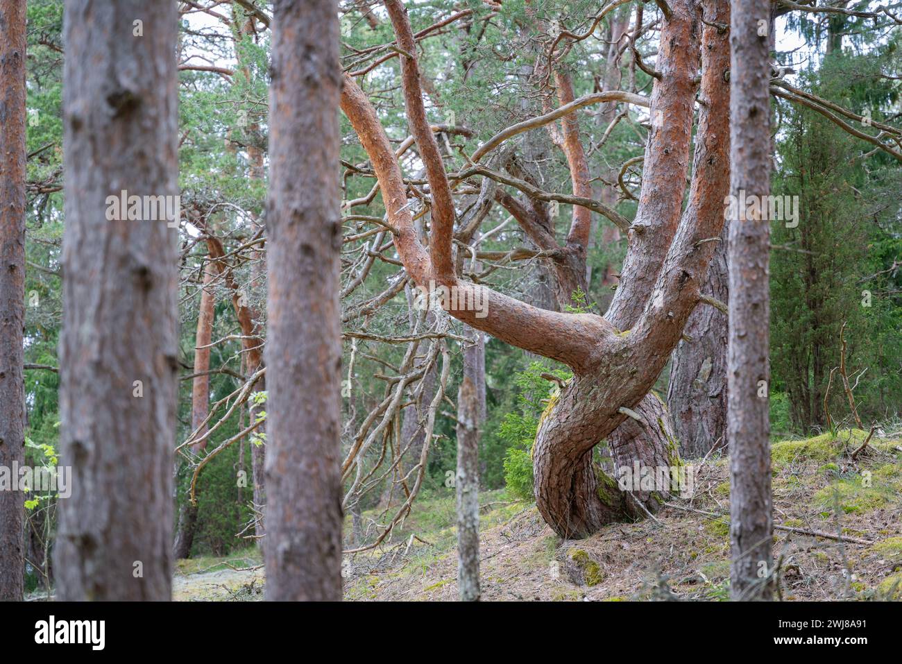 Alte, verdrehte Kiefer. Nahaufnahme des gedrehten Kiefernstammes. Stockfoto