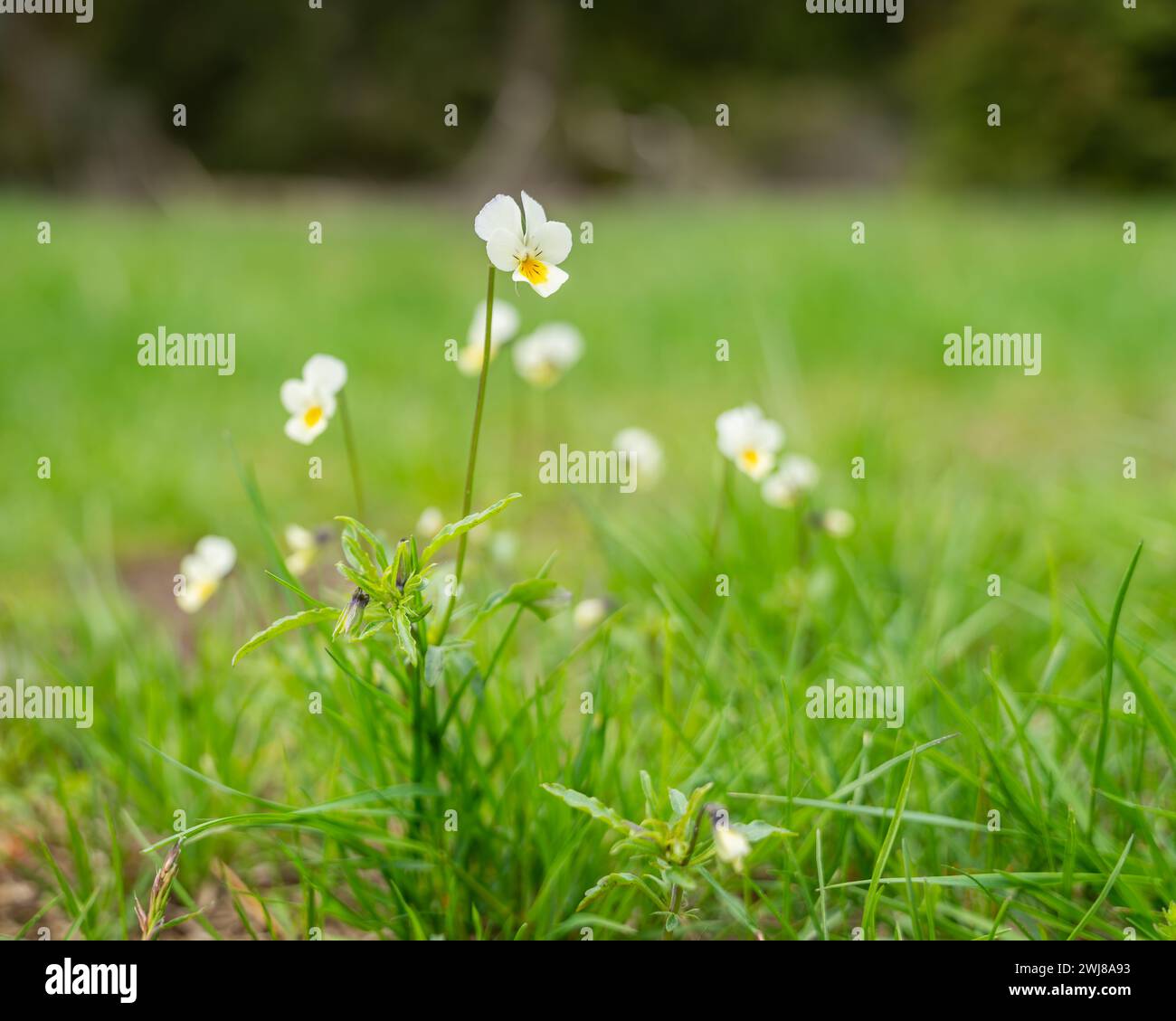 Gelb- und Weißfeldstiefmütterchen (Viola arvensis). Botanische Illustration. Stockfoto