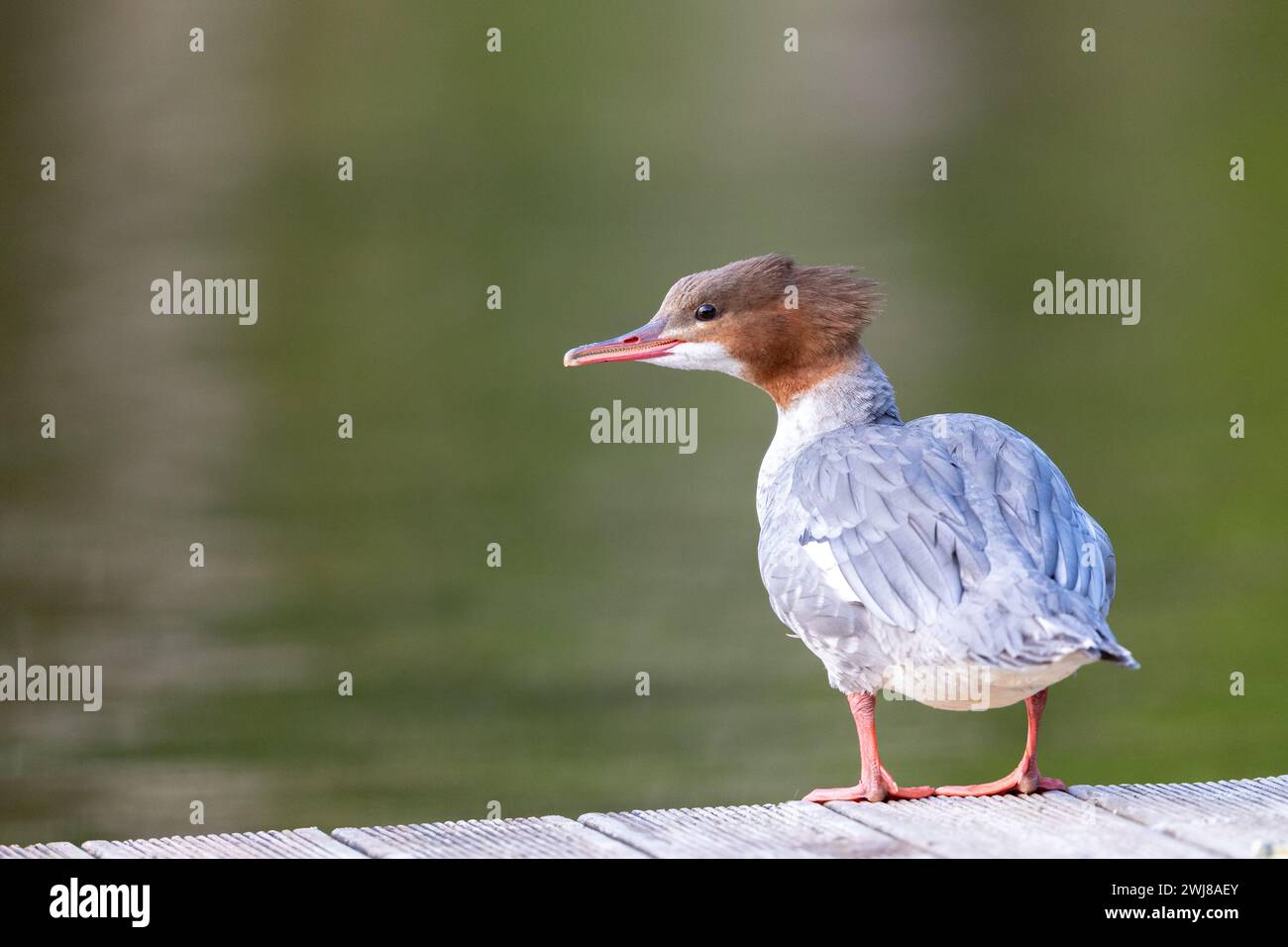 Merganser Wasservögel schoss Ganzkörper mit Kopf im Profil. Erschossen in Schweden, Skandinavien Stockfoto