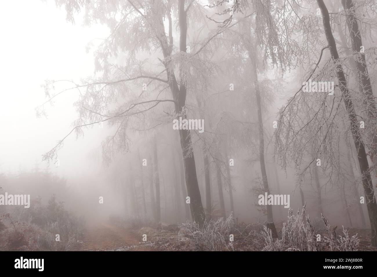 Winter mit Schnee und Nebel im Wald Stockfoto