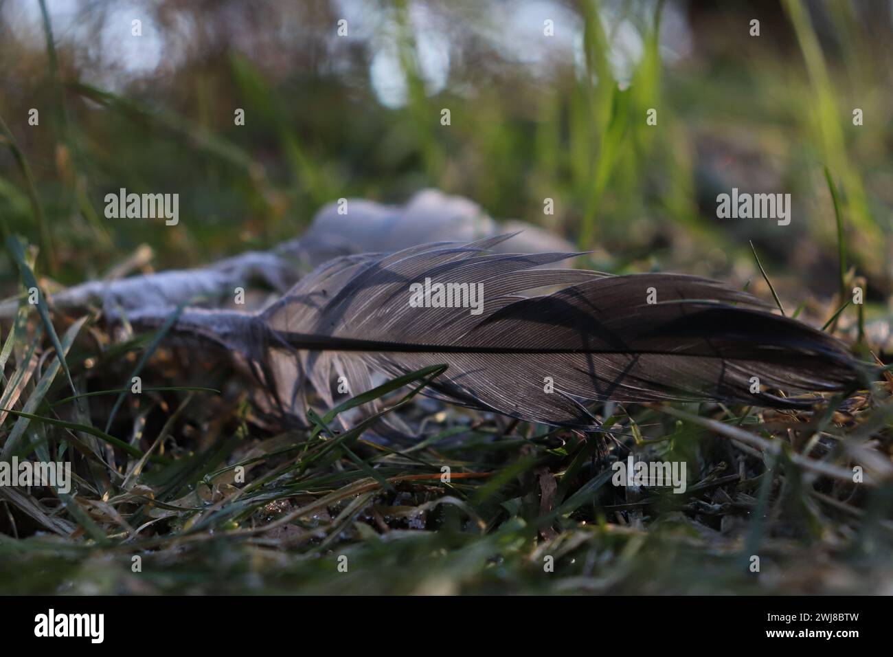 Eine graue Feder auf Gras Stockfoto