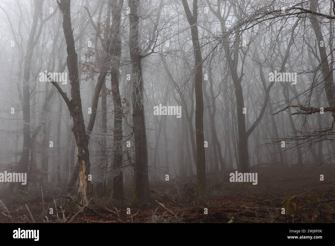 Schnee und Nebel im Wald Stockfoto