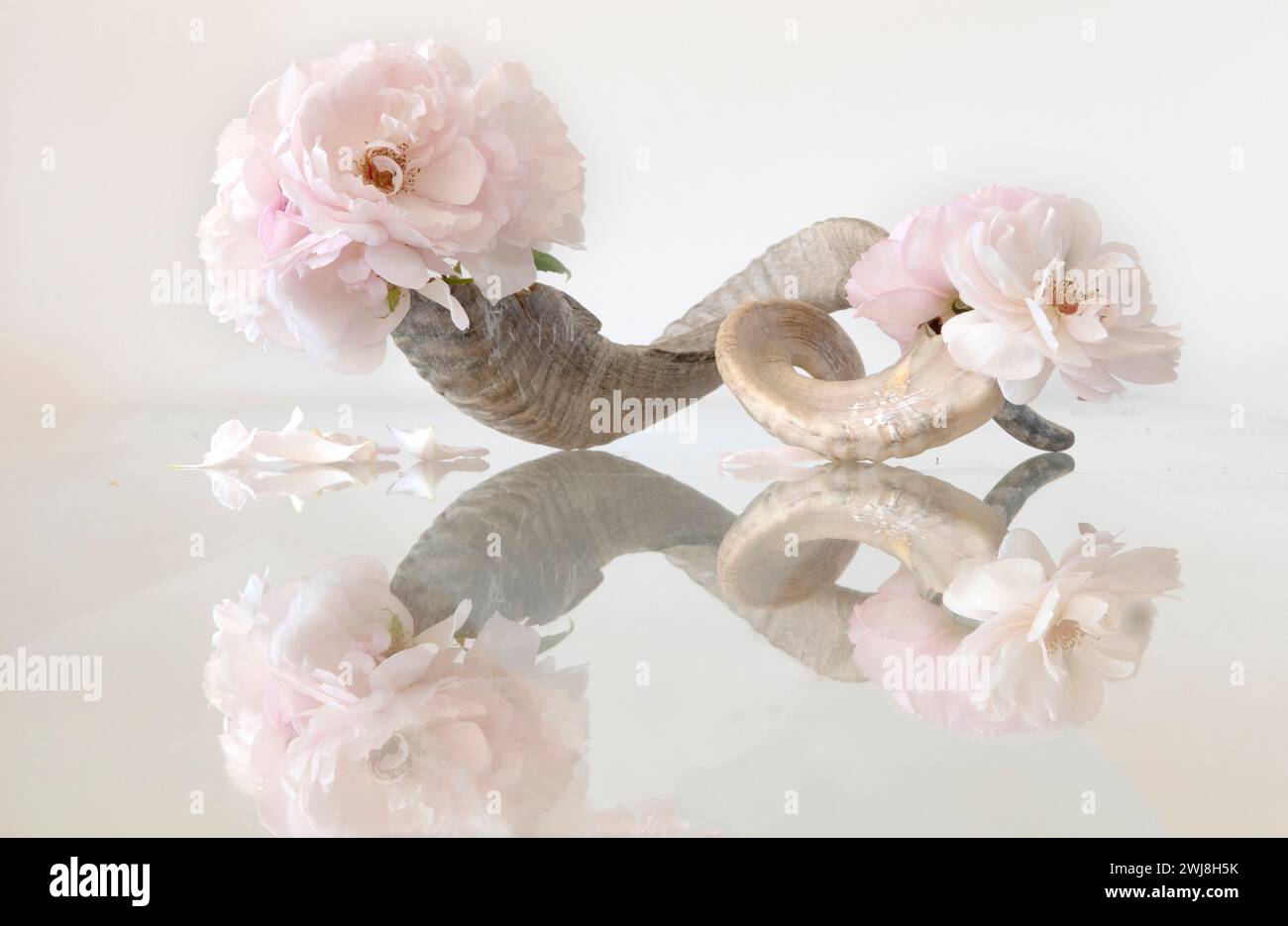 Großzügige Gardener Rosen von 51 Buckleigh Avenue, My Back Garden, London SW209LD. Wird als Begrüßung gesendet, eine E-Mail-Karte, die während der Sperrung in Kontakt bleibt. Stockfoto