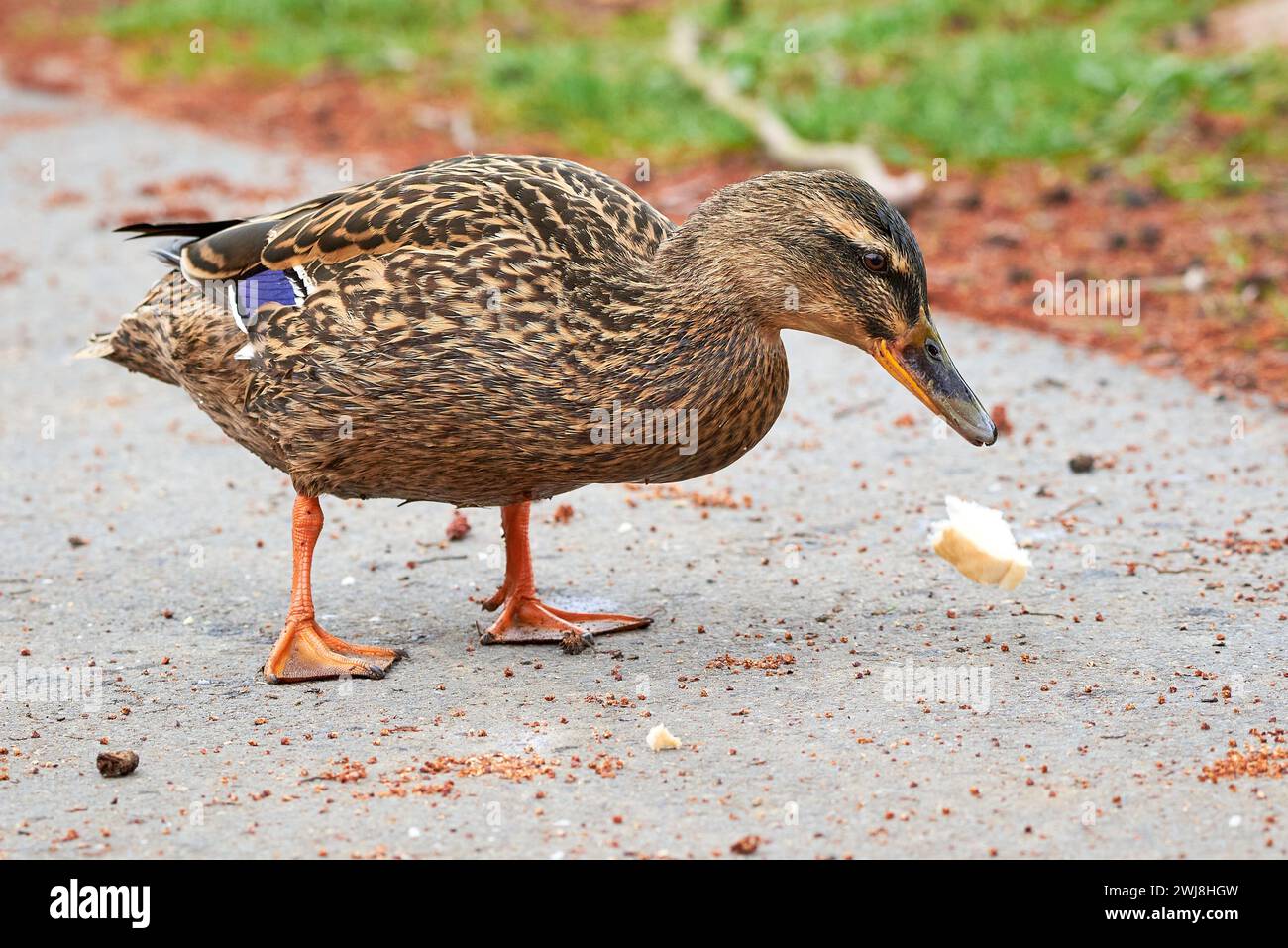 Mallard männliche Ente isst Brot ( Anas platyrhynchos ) Stockfoto