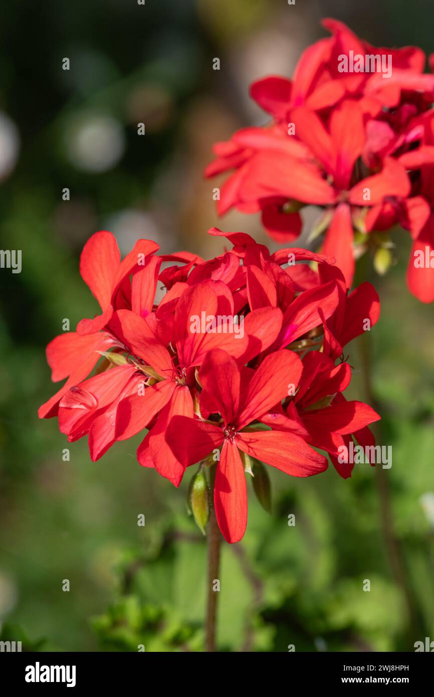 Nahaufnahme der Blüten des roten Efeublättrigen pelargoniums (pelargonium peltatum) in Blüte Stockfoto