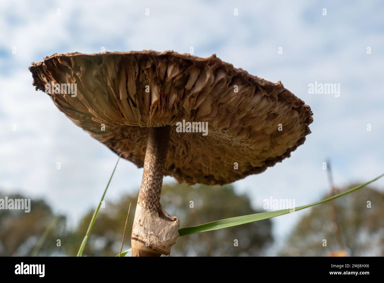 Regenschirmpilze oder Makrolepiota-Beschaffung Stockfoto