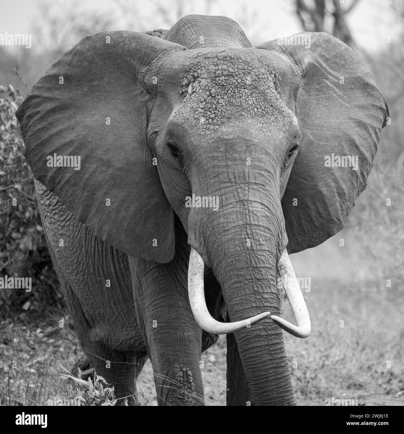 Elefant in blak&White Stockfoto