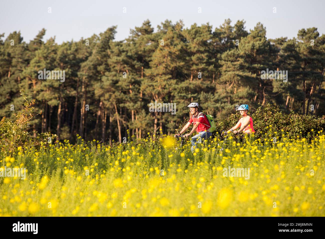 Radfahrer, Radtour im Naturschutzgebiet Dingdener Heide, Heide und an-Moorligen Landschaften, nördlich des Ortes Dingden, gehört zu Hamminkeln, Kulturlandschaft, NRW, Naturpark hohe Mark Westmünsterland, Naturschutzgebiet Dingdener Heide *** Radfahrer, Radtour im Naturschutzgebiet Dingdener Heide, Heide- und Moorlandschaften, nördlich von Dingden, Teil Hamminkeln, Kulturlandschaft, NRW, Naturpark hohe Mark Westmünsterland, Naturschutzgebiet Dingdener Heide Stockfoto