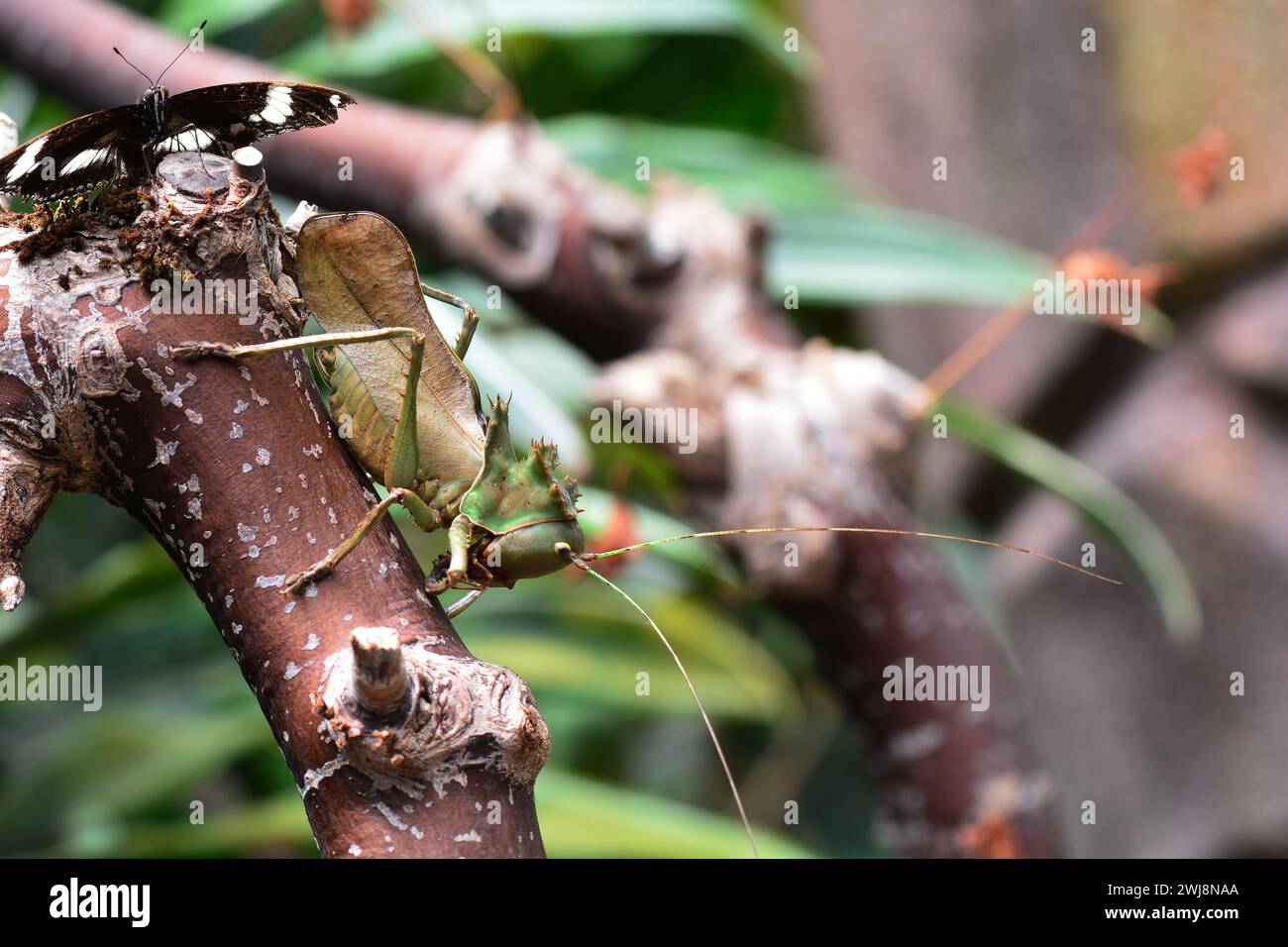 Der Drachenkopf Katydid sitzt auf einem Ast in den Gärten. Stockfoto