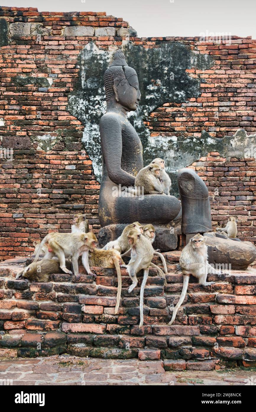 Krabbenfressende Makaken im Phra Prang Sam Yot in Lopburi, Thailand. Stockfoto