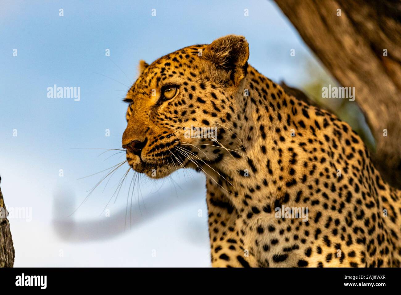 Weiblich. Leopard, Okavango Delta, Botsuana Stockfoto