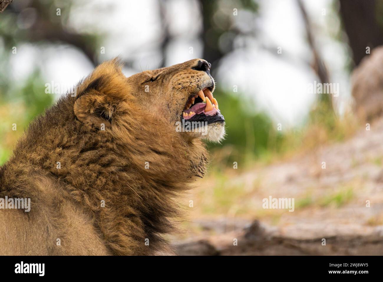 Löwe mit grimmiger Geste namens Flehmen, Okavango Delta, Botswana Stockfoto