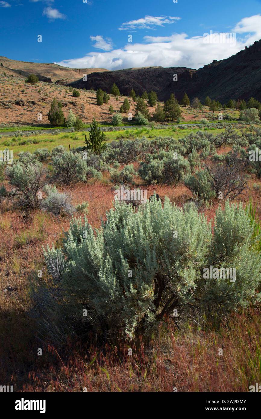 Malheur River, am Flussufer Wildlife Area, Oregon Stockfoto