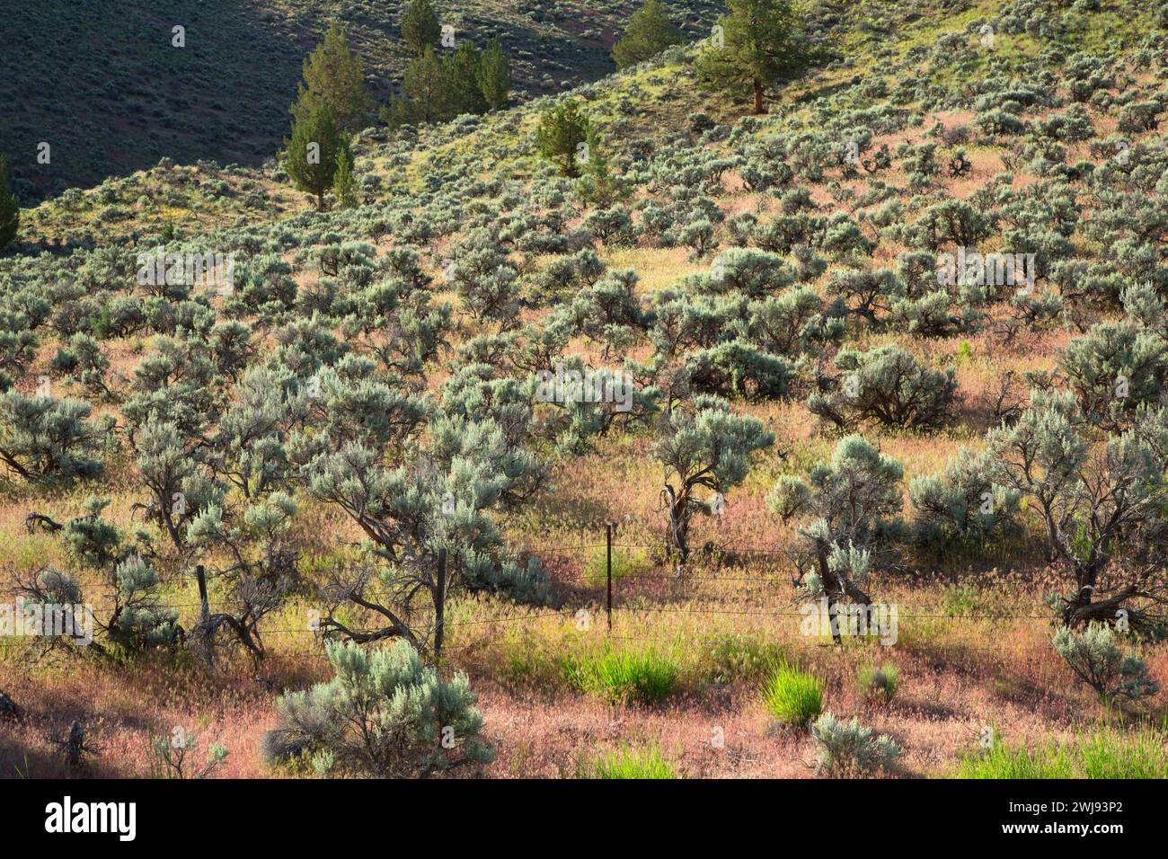 Wüsten-Beifuß Hang, Riverside Wildlife Area, Oregon Stockfoto