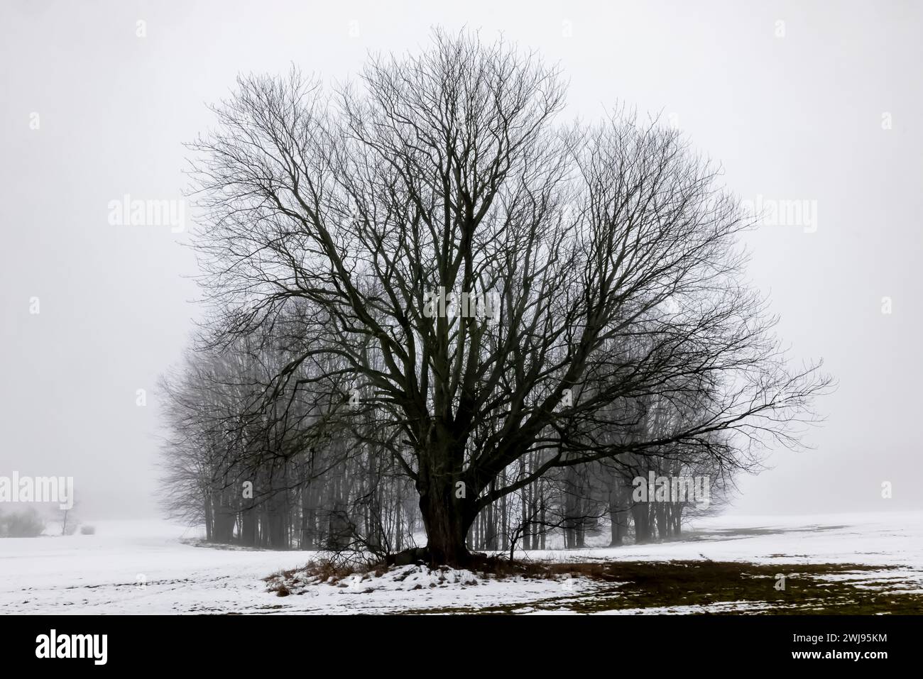 Baum im Winter auf einem Farmfeld im Mecosta County, Michigan, USA Stockfoto