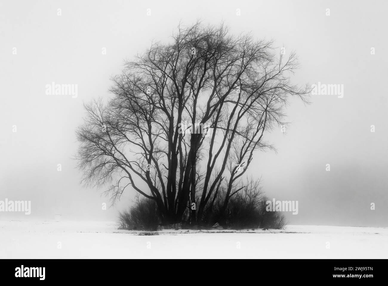 Baum an einem nebeligen Tag auf einem Farmfeld im Mecosta County, Michigan, USA Stockfoto