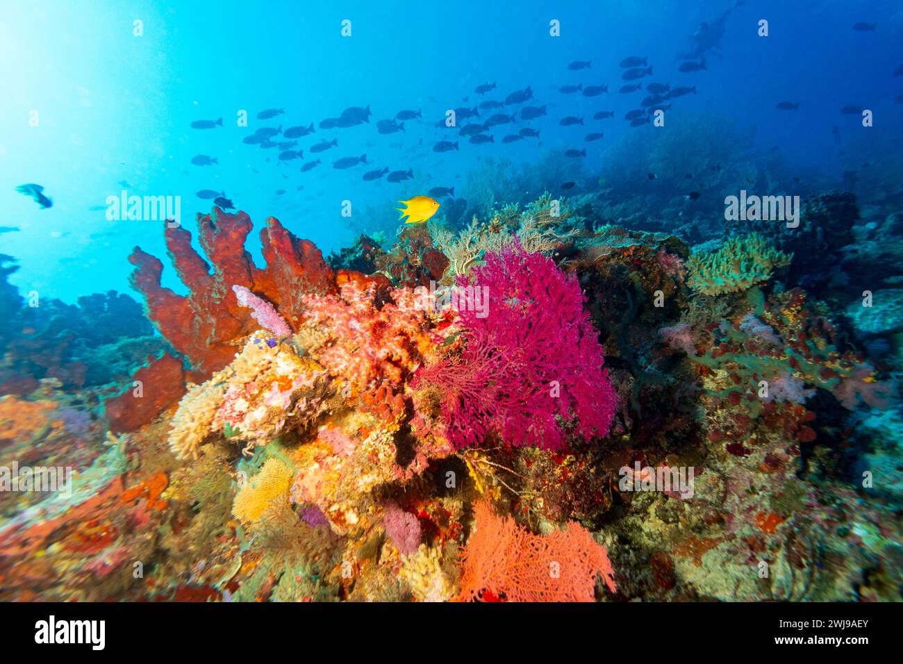 Tropisches Riff Korallenlandschaft mit vielen bunten Fischschwärmen Stockfoto