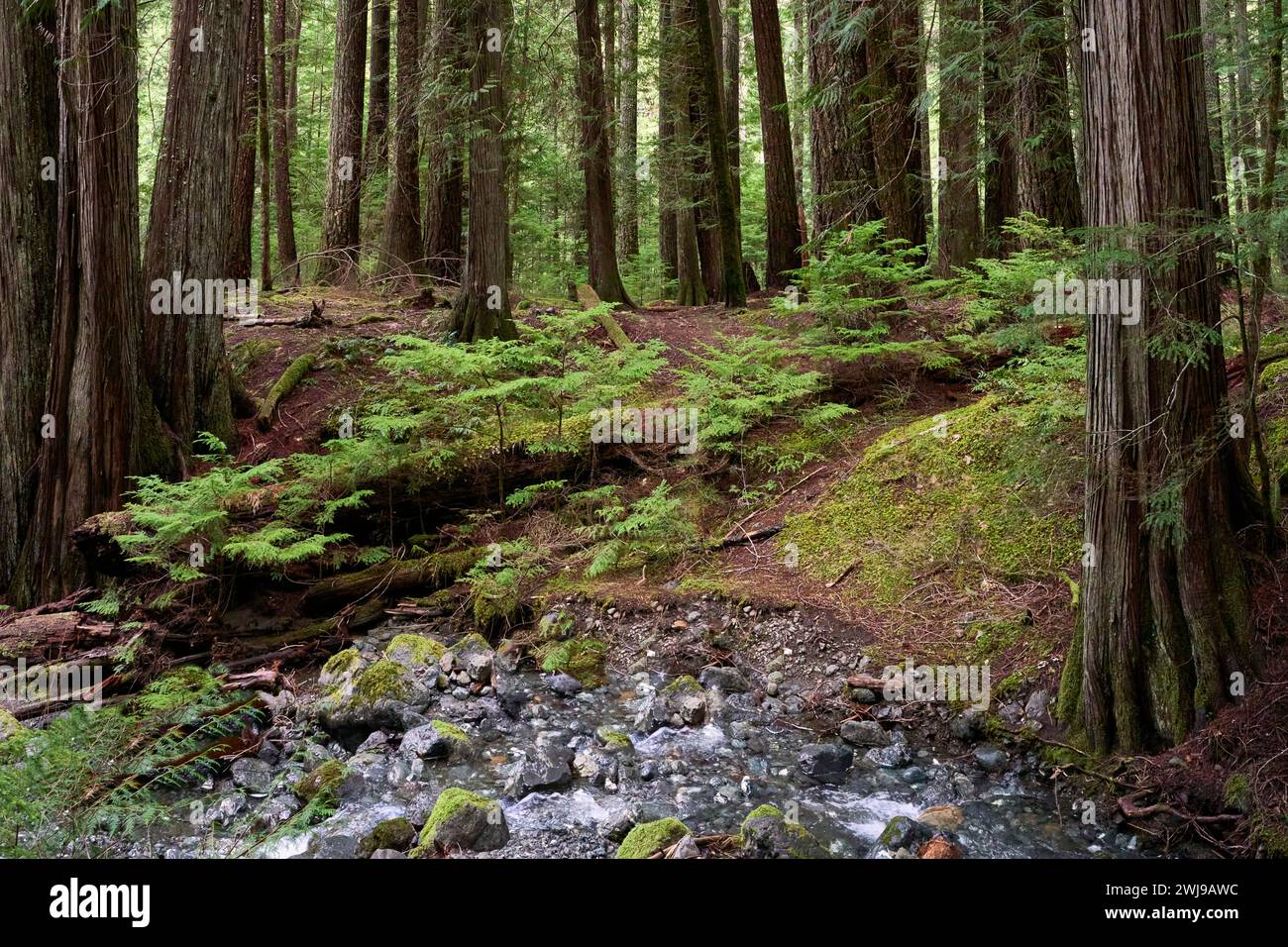Große Nadelbäume in einem Provinzpark mit kleineren Bäumen und Moos darunter. Stockfoto