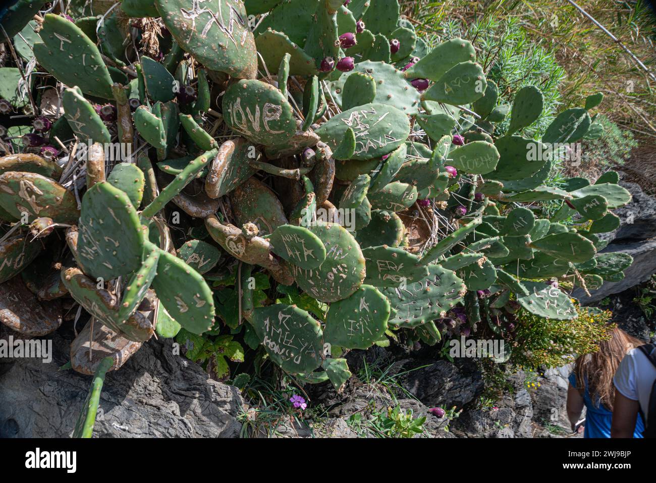Cactus italy -Fotos und -Bildmaterial in hoher Auflsung  Alamy
