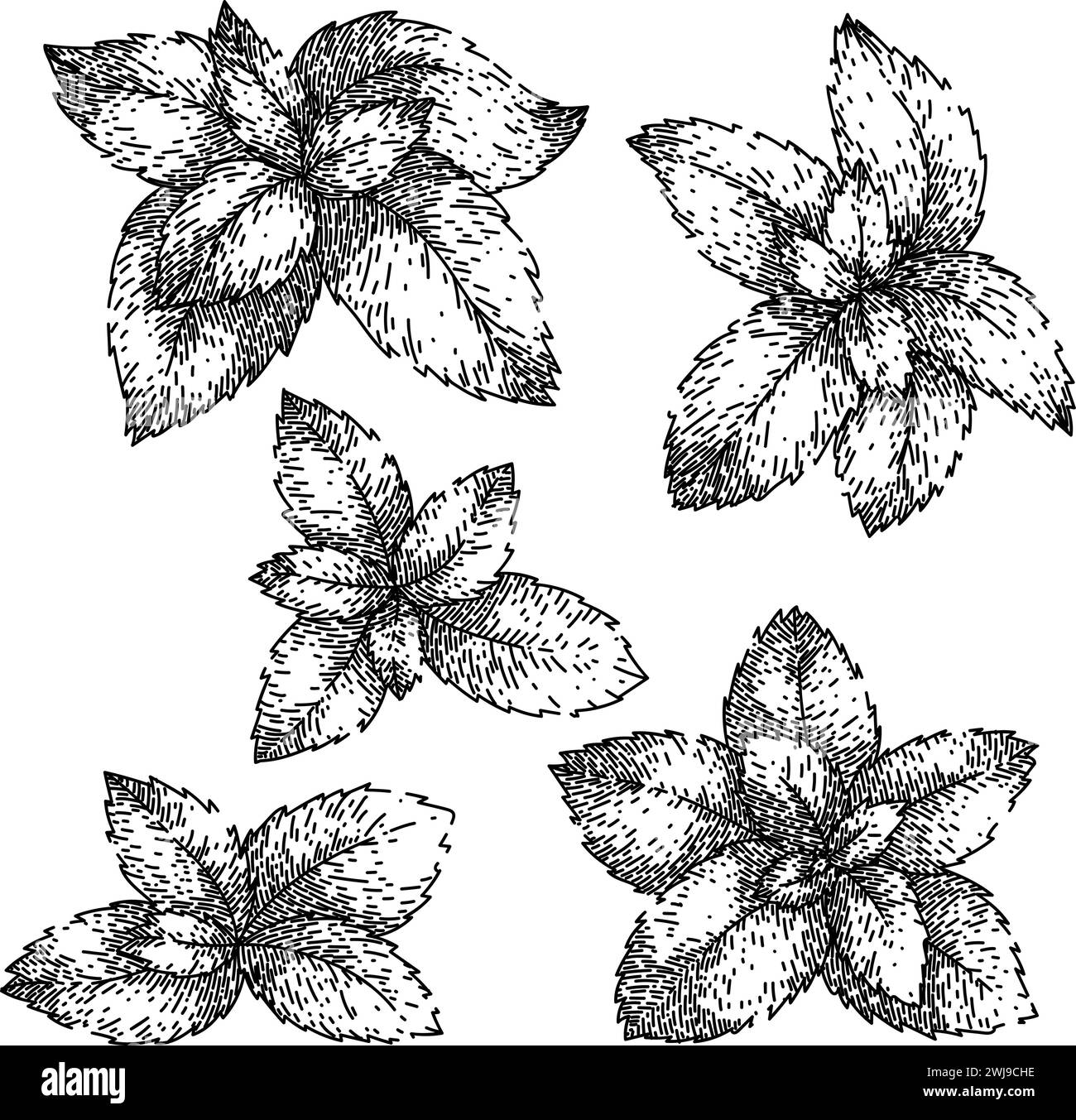 Mint Set Skizze Hand gezeichneter Vektor Stock Vektor