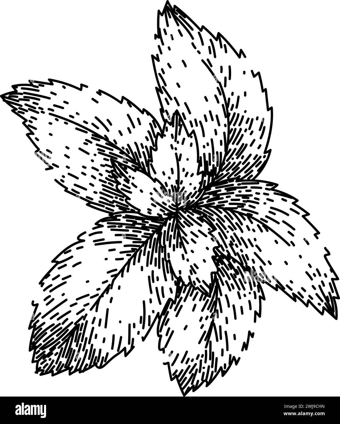 Frischer Mint-Skizze, handgezeichneter Vektor Stock Vektor