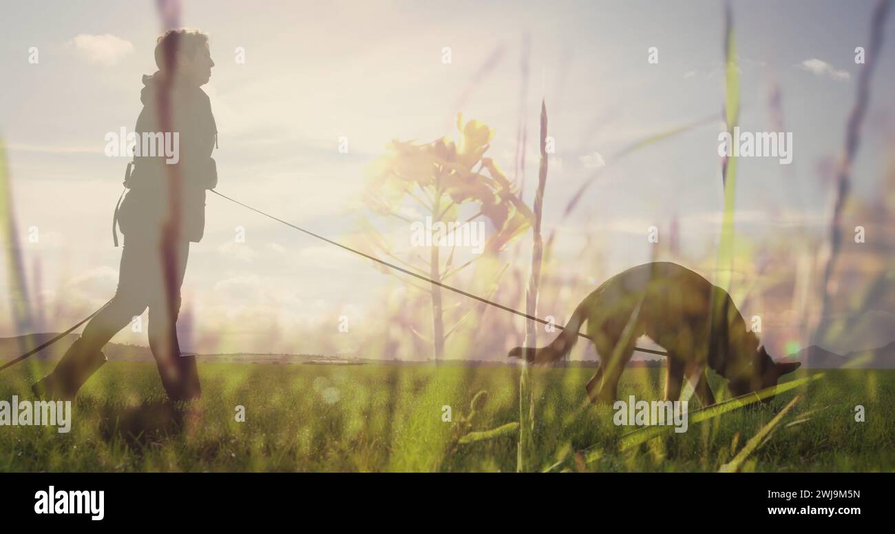 Digitales Composite eines Mannes, der seinen Hund auf Grasland mit hohem Gras im Vordergrund 4k geht Stockfoto