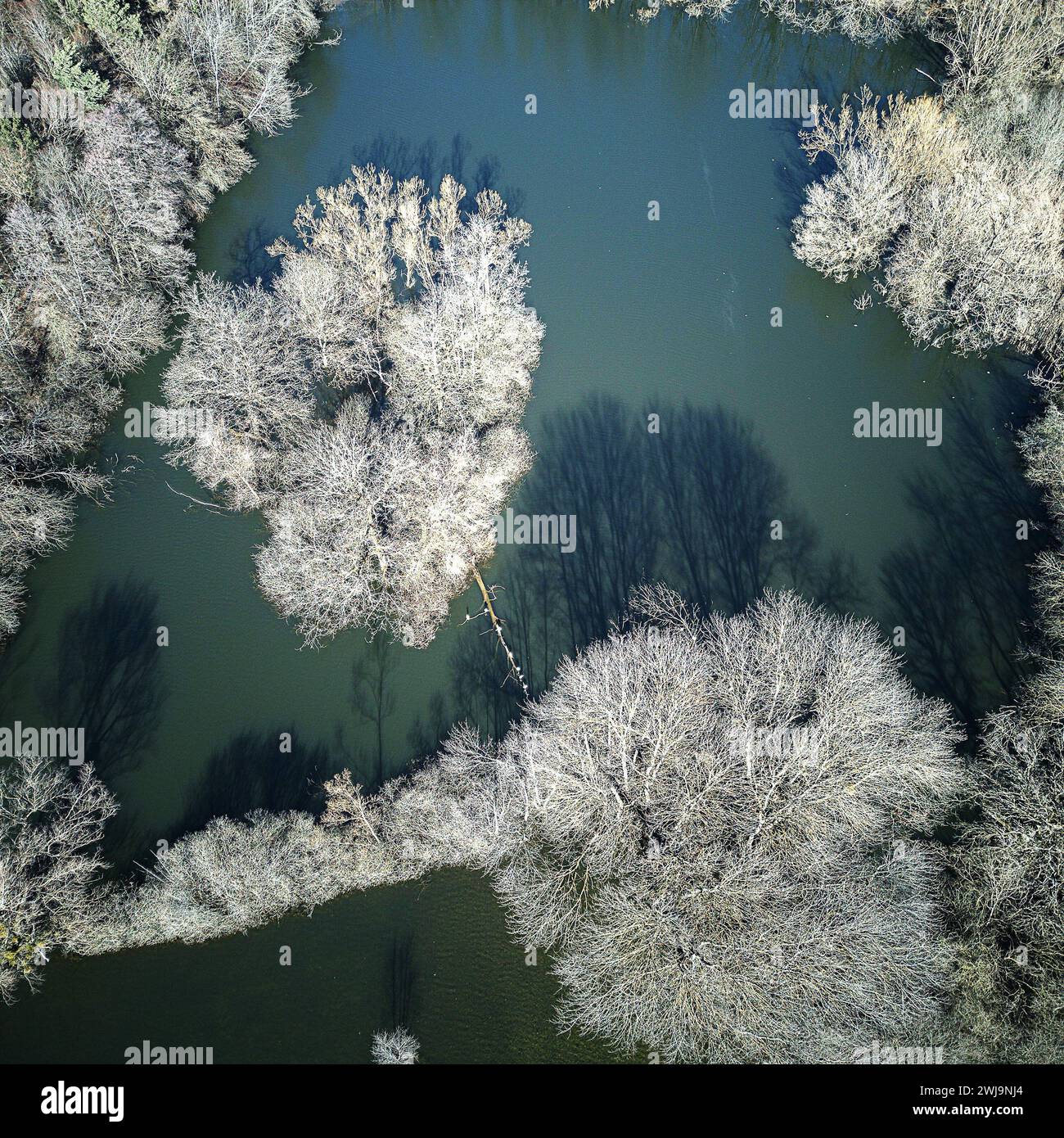 Ein Blick aus der Vogelperspektive auf eine ruhige Szene mit mehreren kleinen Bäumen, die aus dem Wasser auftauchen. Stockfoto