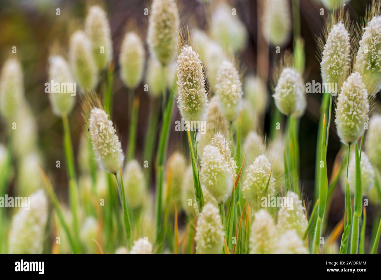 Nahaufnahme des Grases des Hasenschwanzes. Stockfoto