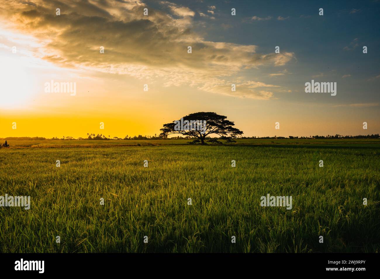 Einsamkeit inmitten der Gelassenheit: Einsamer Baum in den goldenen Reisfeldern von Kuala Sala, Kedah Stockfoto