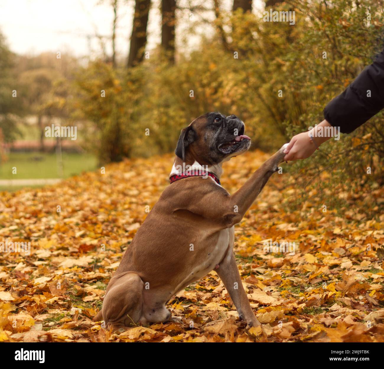 Die Hand eines Boxerhundes hält die Pfote in Herbstlaub. Stockfoto