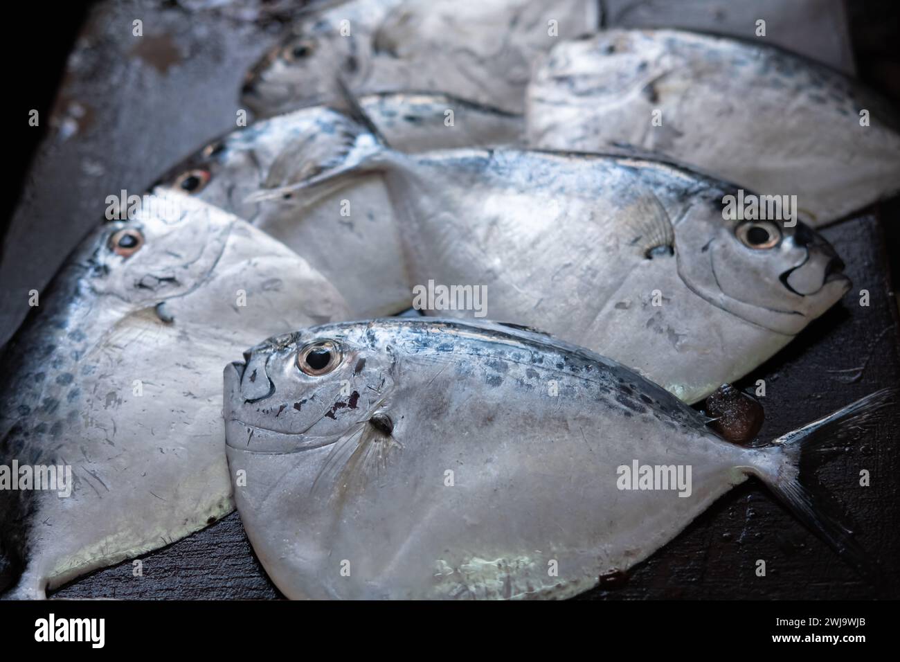 Frischer Mondfisch auf dem Fischmarkt. Rasiermesserscharfer Mondfisch, Mene maculata. Selektiver Fokus, niemand Stockfoto