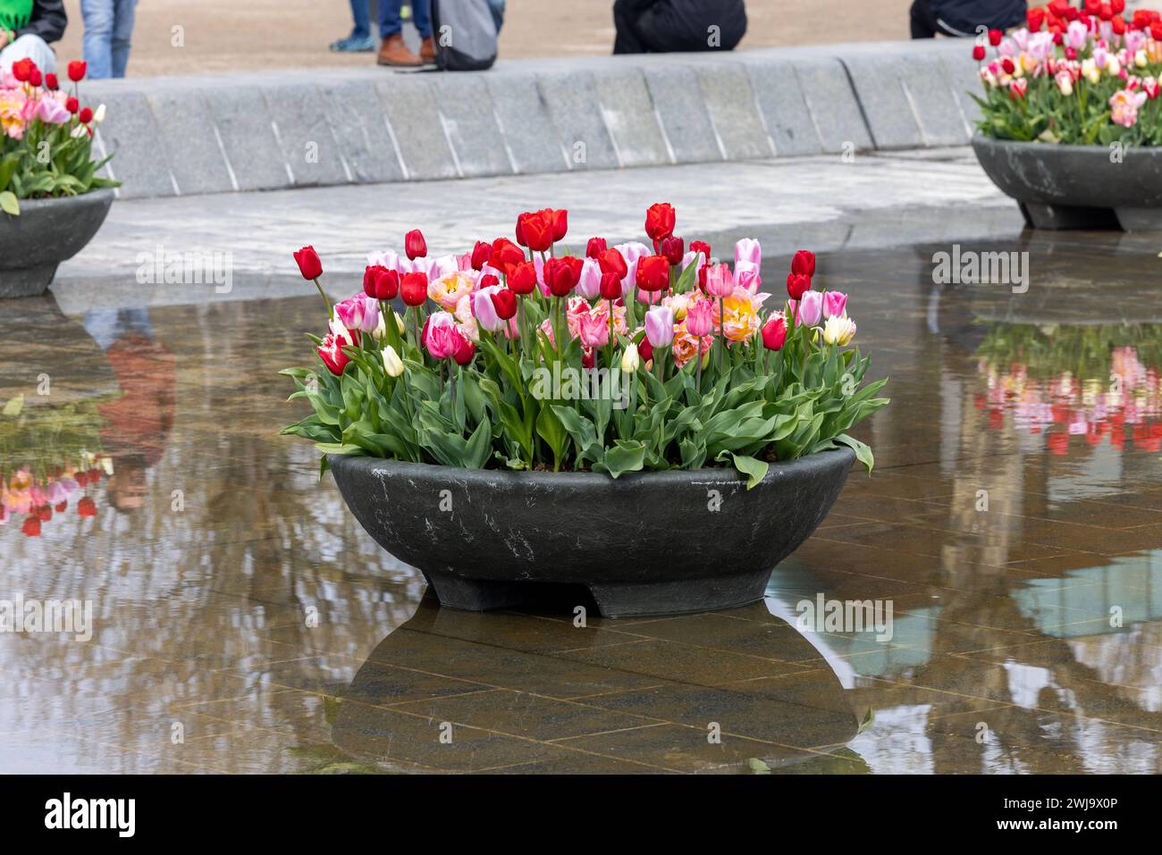 Bunte Tulpenblüten im Teich vor dem Rijksmuseum in Amsterdam. Niederlande Stockfoto