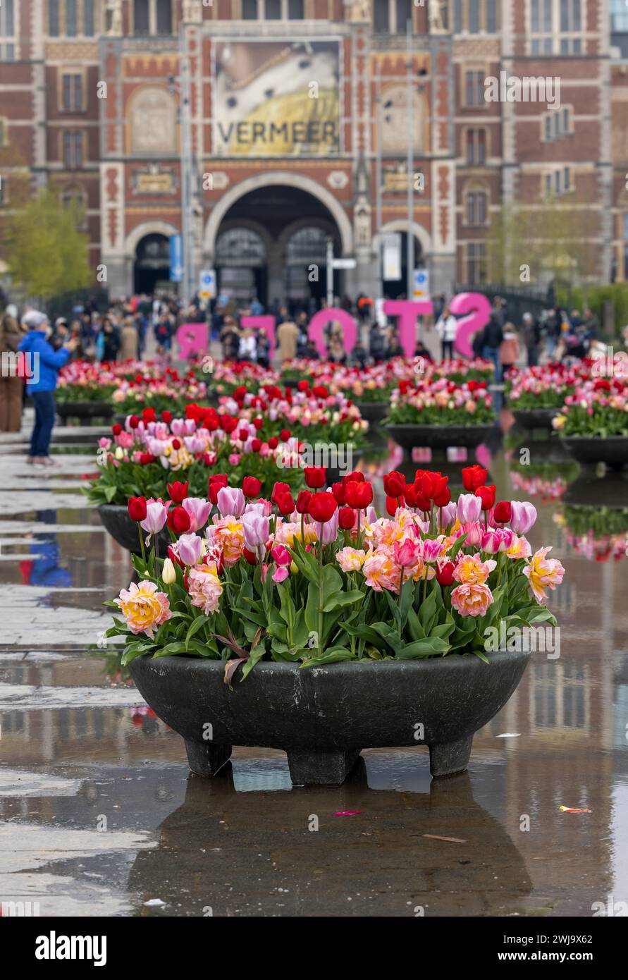 Amsterdam, Niederlande - 21. April 2023: Bunte Tulpenblüten im Teich vor dem Rijksmuseum in Amsterdam. Niederlande Stockfoto