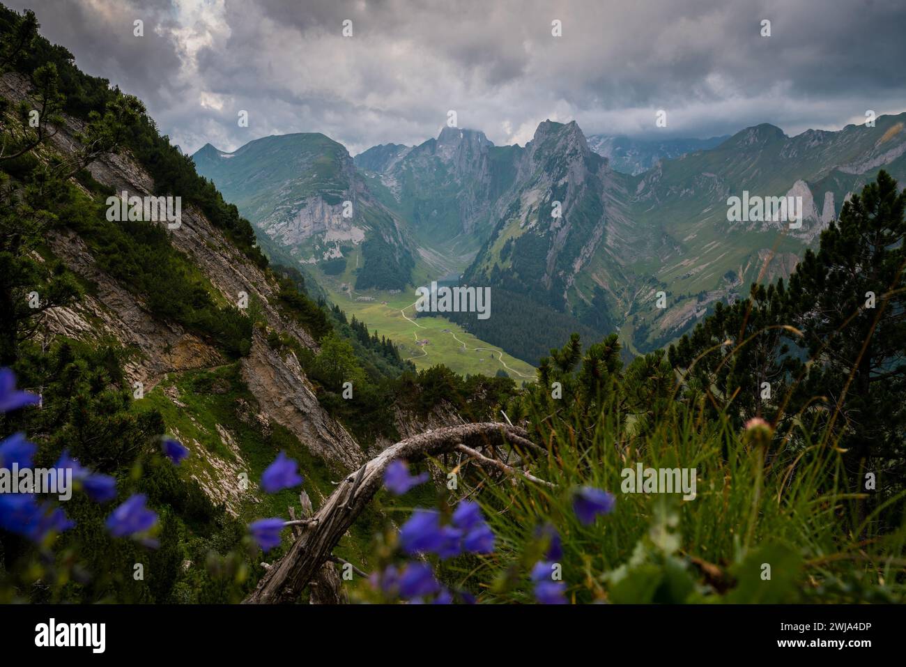 Atemberaubende Aussicht auf ein üppiges, grünes Alpental mit zerklüfteten Gipfeln und lebendigen Wildblumen unter einem stimmungsvollen Himmel. Stockfoto