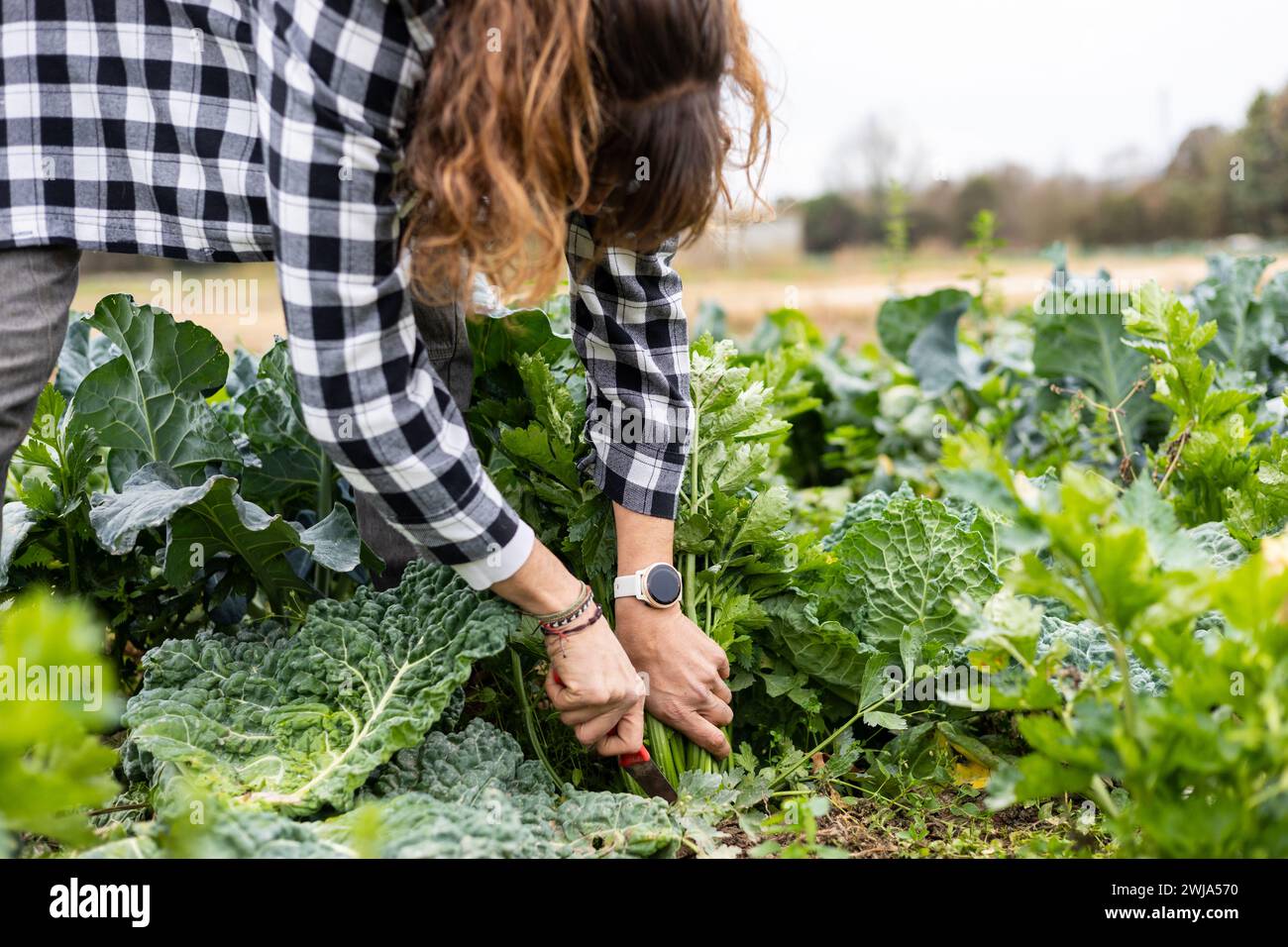 Junge Bäuerin erntet Gemüse in ihrem Bio-Garten. Anbau von Nahrungsmitteln aus nachhaltiger Landwirtschaft. Stockfoto